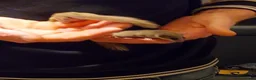Mouse rodents for sale: African pygmy dormice - Advert 3