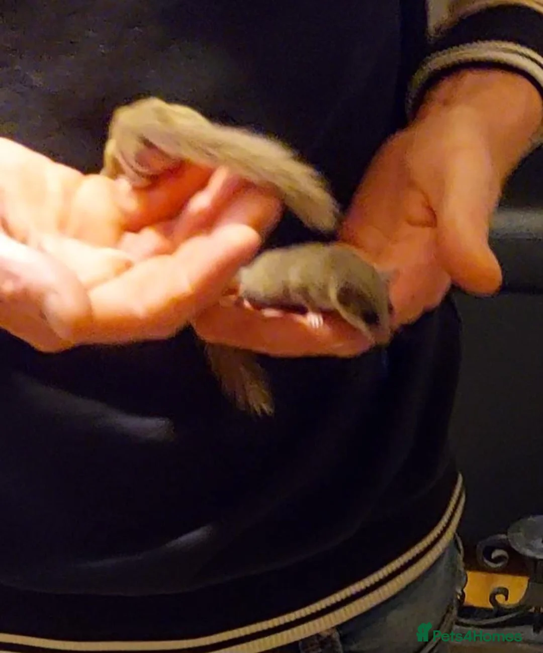 Mouse rodents for sale: African pygmy dormice - Advert 3