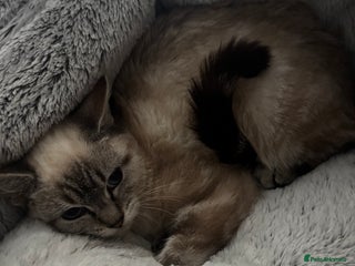 Domestic Shorthair cats 4 female cats - Advert 9