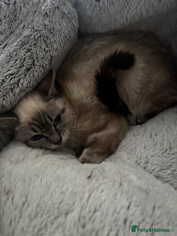 Domestic Shorthair cats 4 female cats - Advert 1