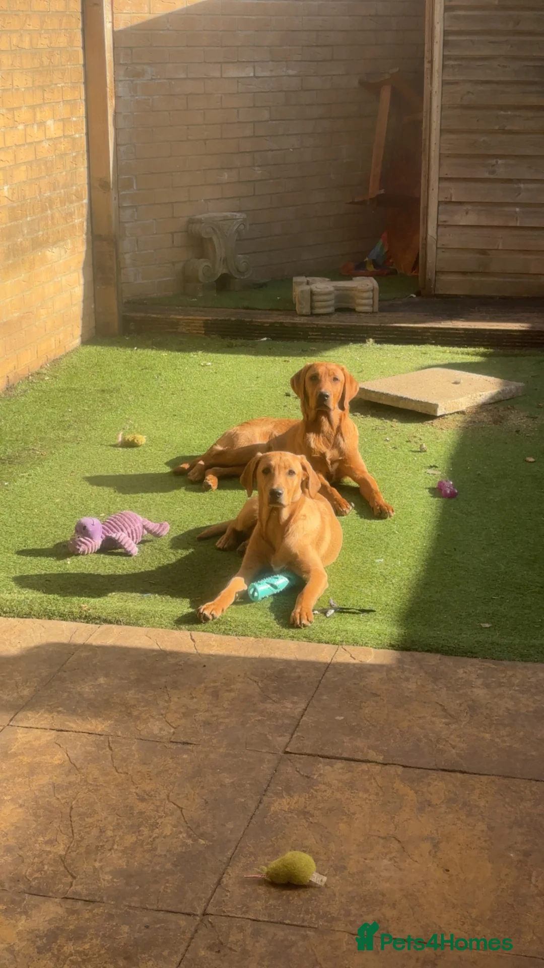 Labrador Retriever dogs for sale: Red fox Labrador retrievers  in Bath - Advert 2