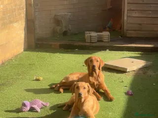 Labrador Retriever dogs Red fox Labrador retrievers - Advert 11