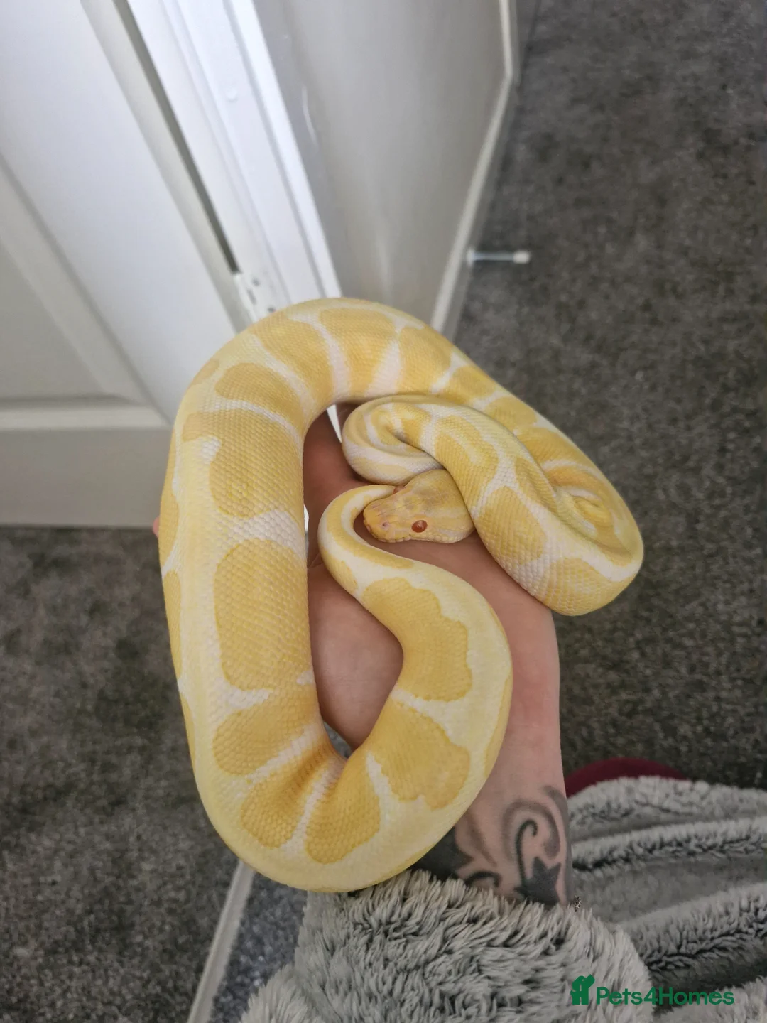 Python Snake reptiles for sale: Male ball pythons and vivs available - Advert 1