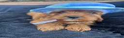Cavapoo dogs for sale: F1 Cavapoos  - Advert 10