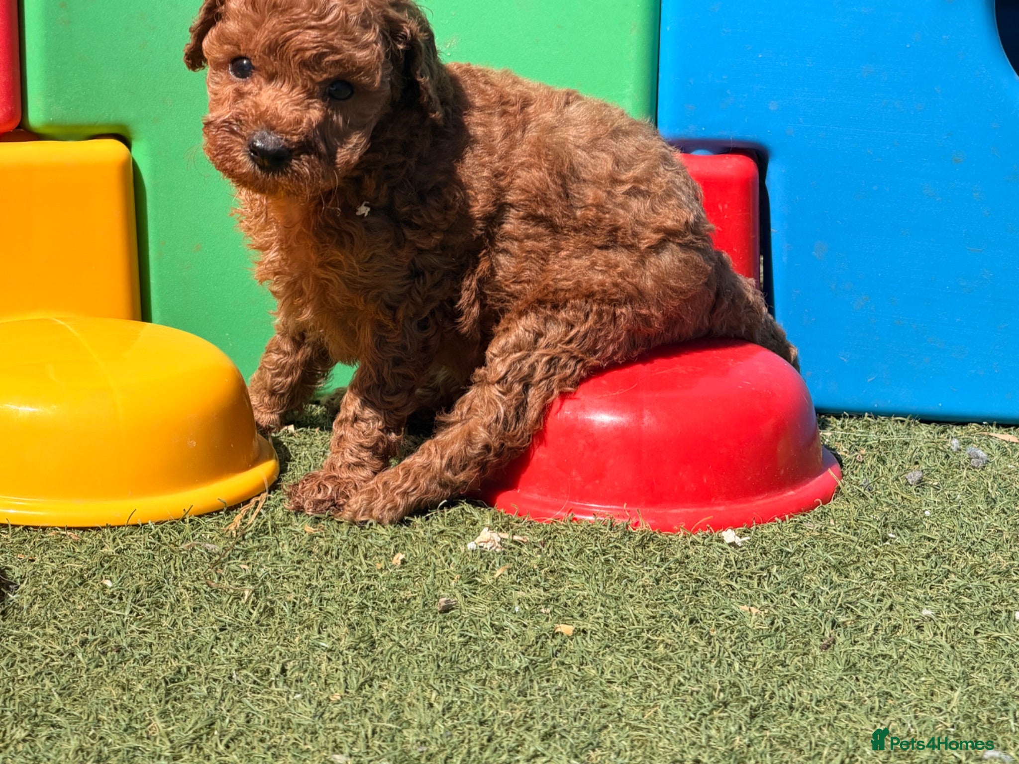 Poochon dogs 🐾 Beautiful Poochon Puppies Cream & Red🐾 - Advert 1