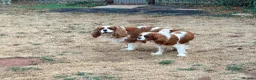 Cavalier King Charles Spaniel dogs for sale: 3 year old proven KC registered Cavalier stud dog - Advert 4