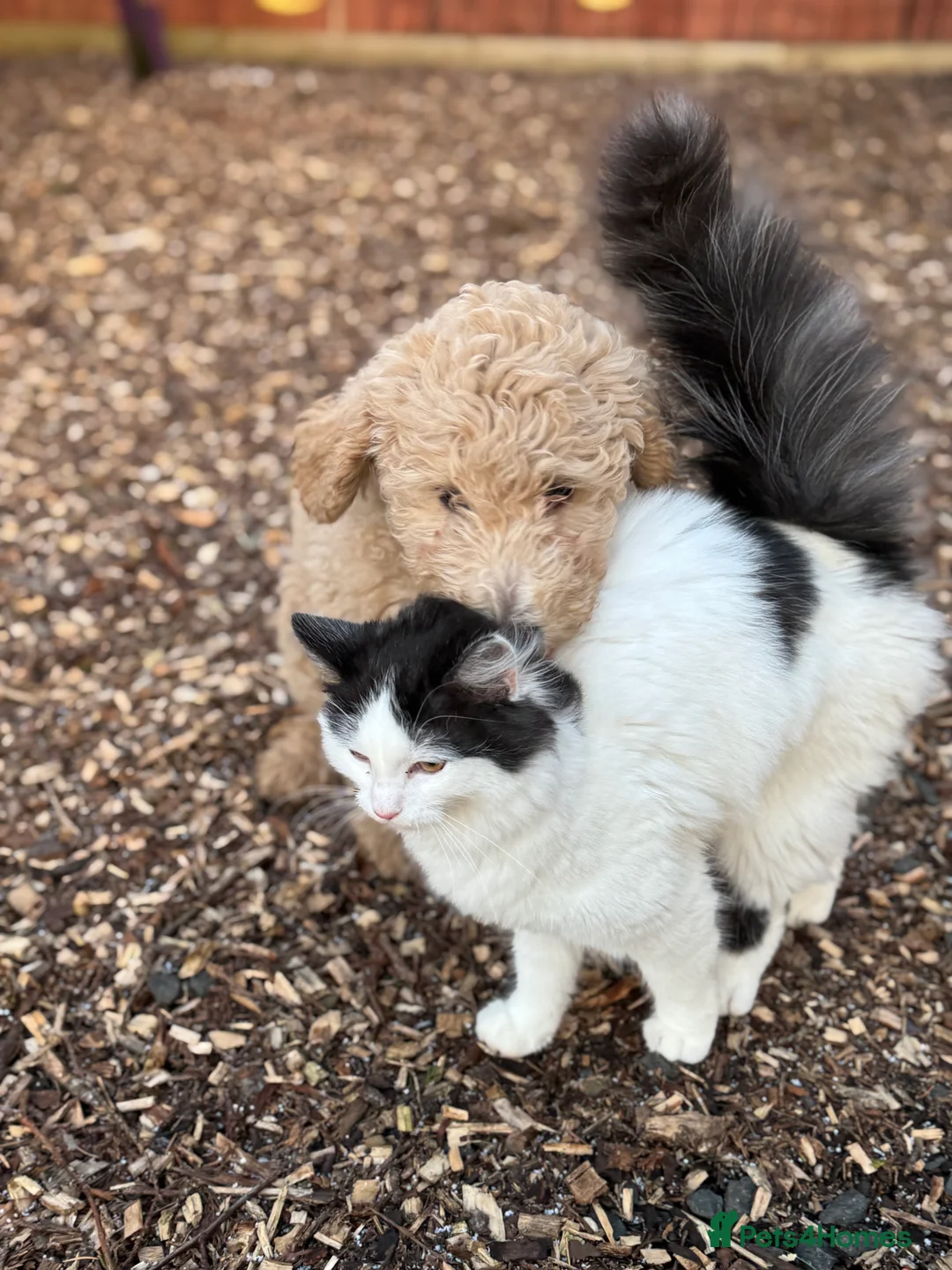 Goldendoodle dogs for sale: Golden doodle F1B stunning puppies  - Advert 22