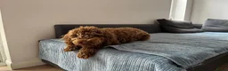 Cockapoo dogs for sale: Gorgeous Cappuccino Curly Cockapoo in Milton Keynes - Advert 5