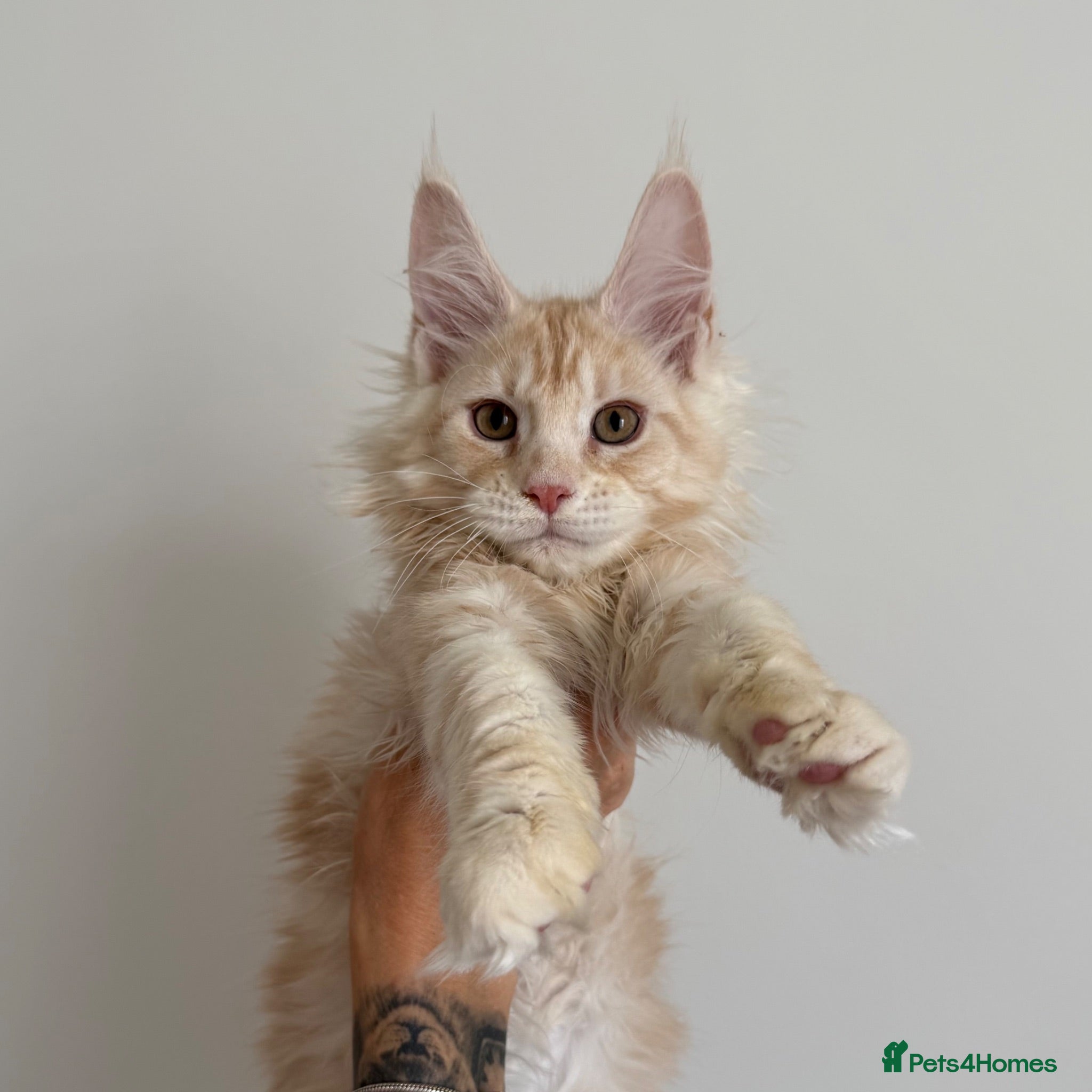 Maine Coon cats Champion line kittens 🥰 - Advert 2
