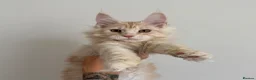 Maine Coon cats for sale: Champion line kittens 🥰 - Advert 2