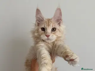 Maine Coon cats Champion line kittens 🥰 - Advert 2