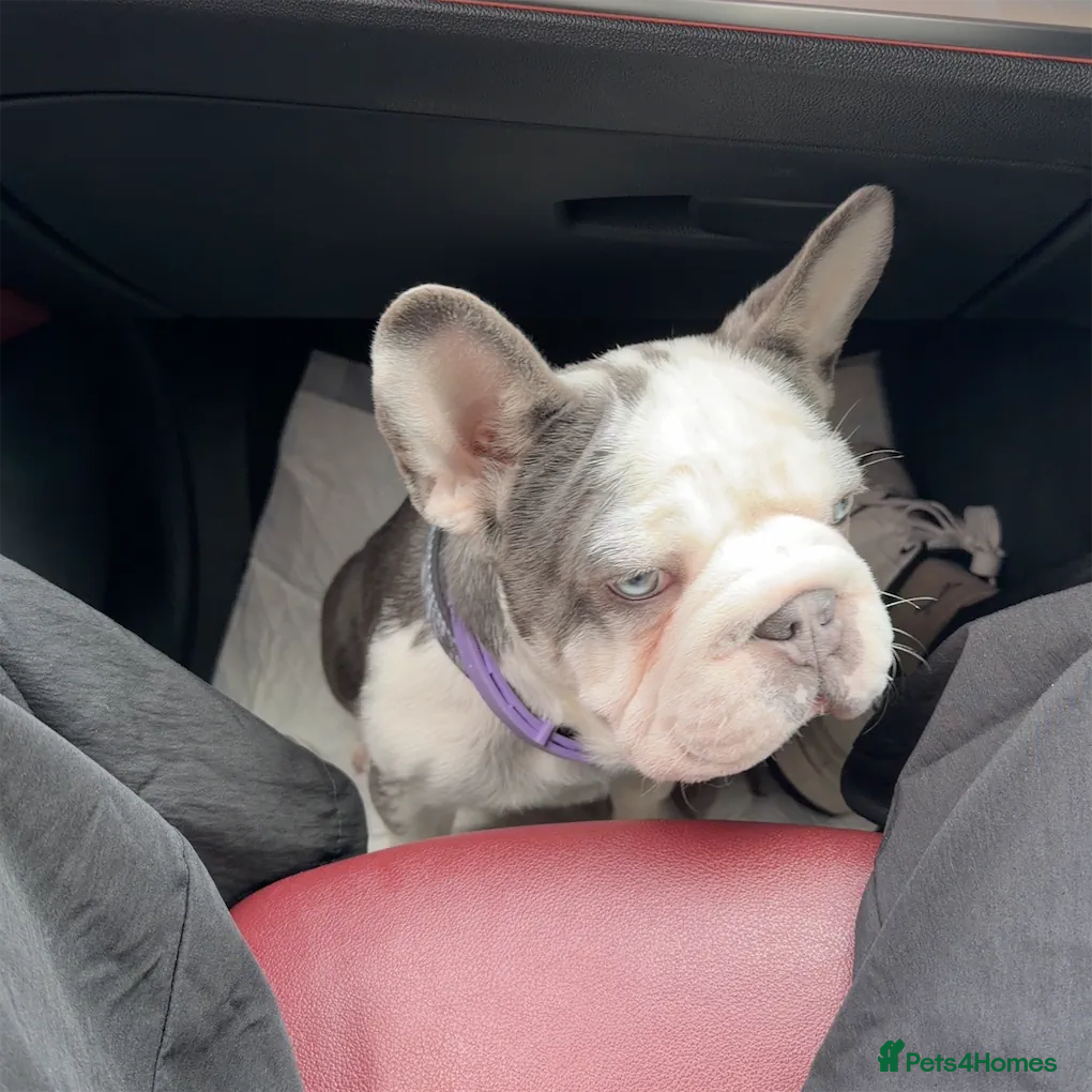French Bulldog dogs Bobby - Advert 1