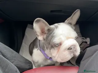 French Bulldog dogs Bobby - Advert 1
