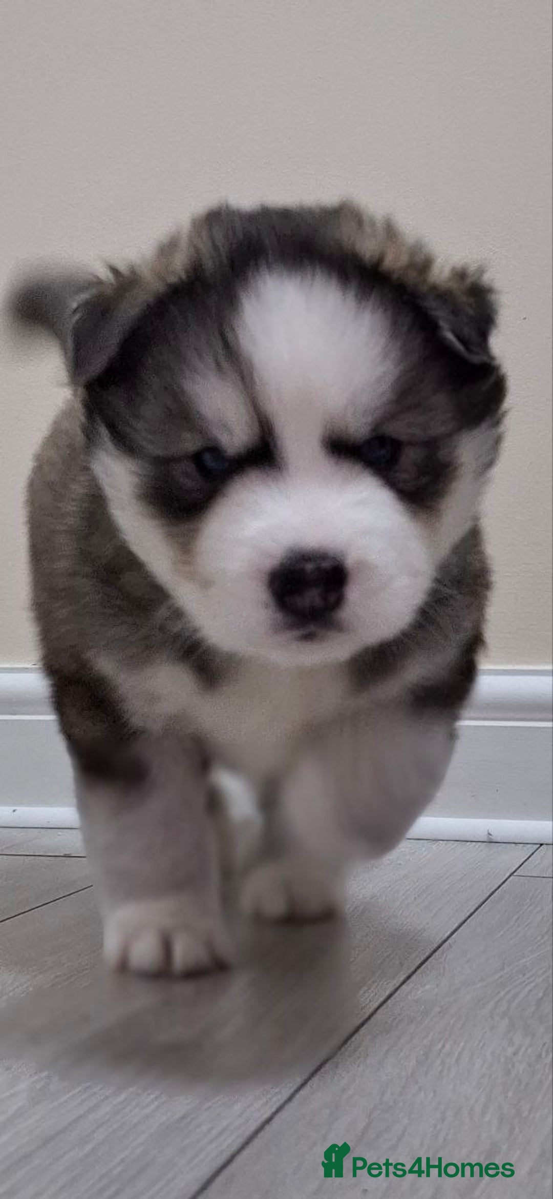 Siberian Husky dogs for sale: Siberian Huskies 1 Male 4 Female - Advert 28