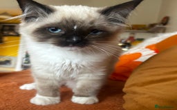 Ragdoll cats for sale: Pedigree Ragdoll Kittens seeking loving homes 🧡 - Image 13