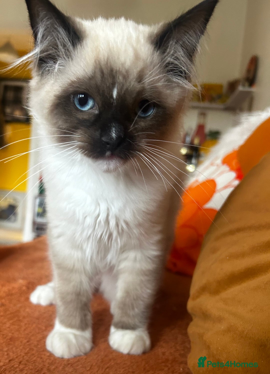 Ragdoll cats for sale: Pedigree Ragdoll Kittens seeking loving homes 🧡 - Image 13