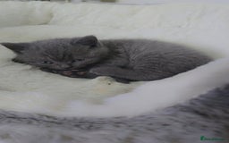 British Shorthair cats for sale: British shorthair  - Image 1