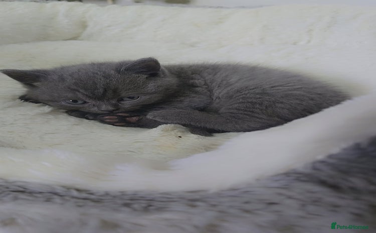 British Shorthair cats for sale - Advert 3