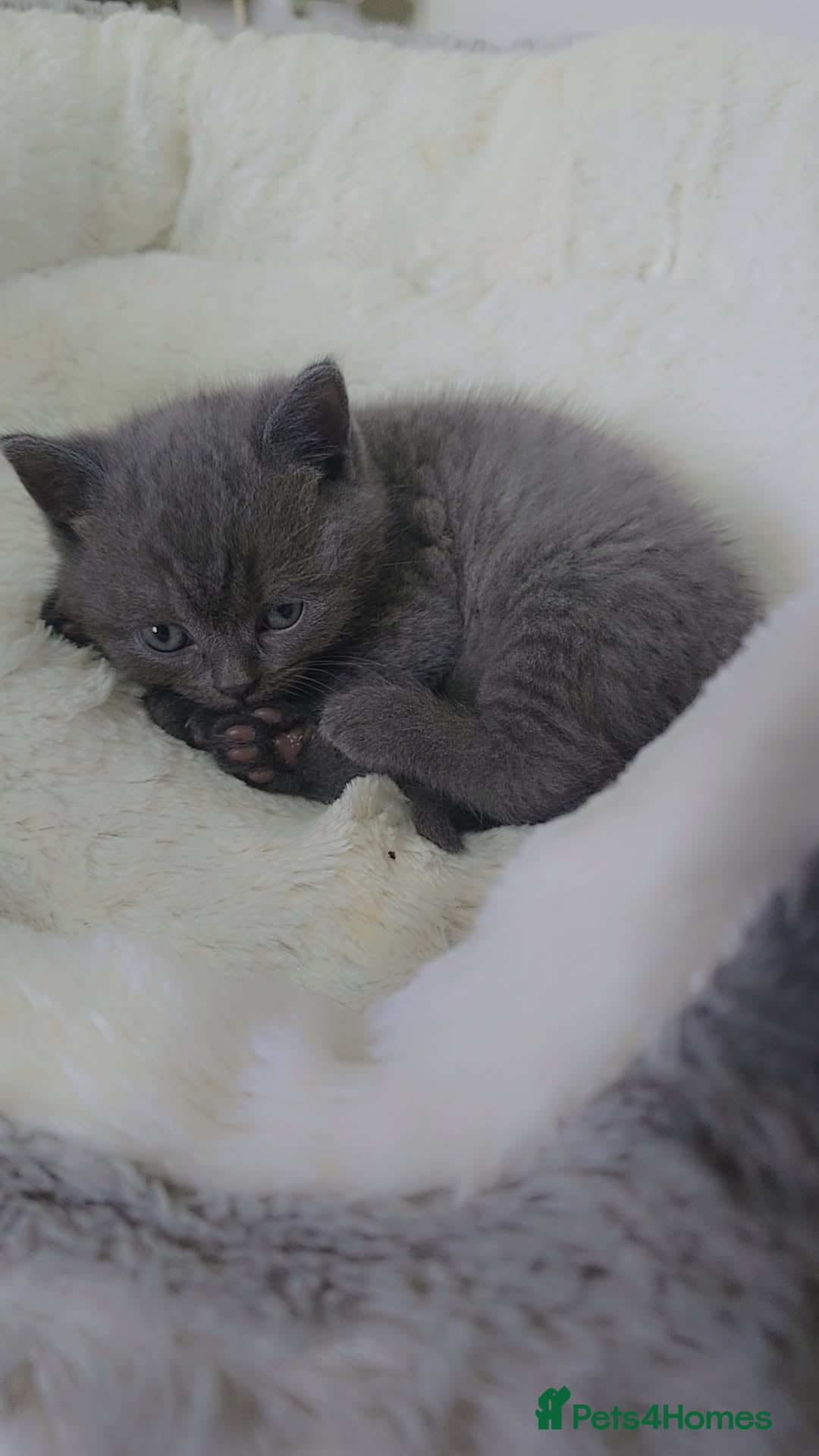 British Shorthair cats for sale: British shorthair  - Image 1