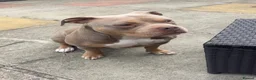 Mixed Breed dogs for sale: Narla - Free Pocket Bully - READ DESCRIPTION - Advert 2