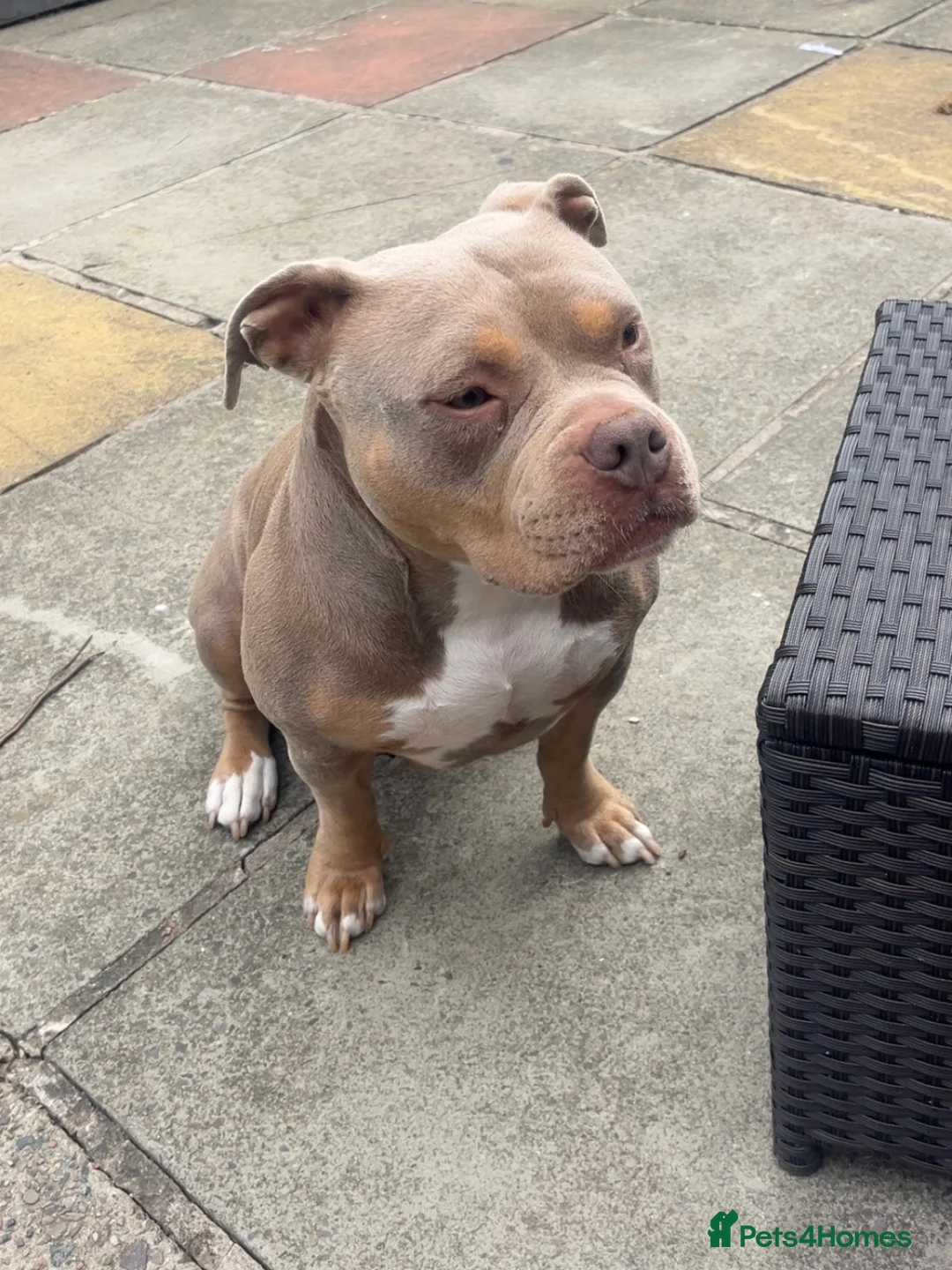 Mixed Breed dogs for sale: Narla - Free Pocket Bully - READ DESCRIPTION - Advert 2
