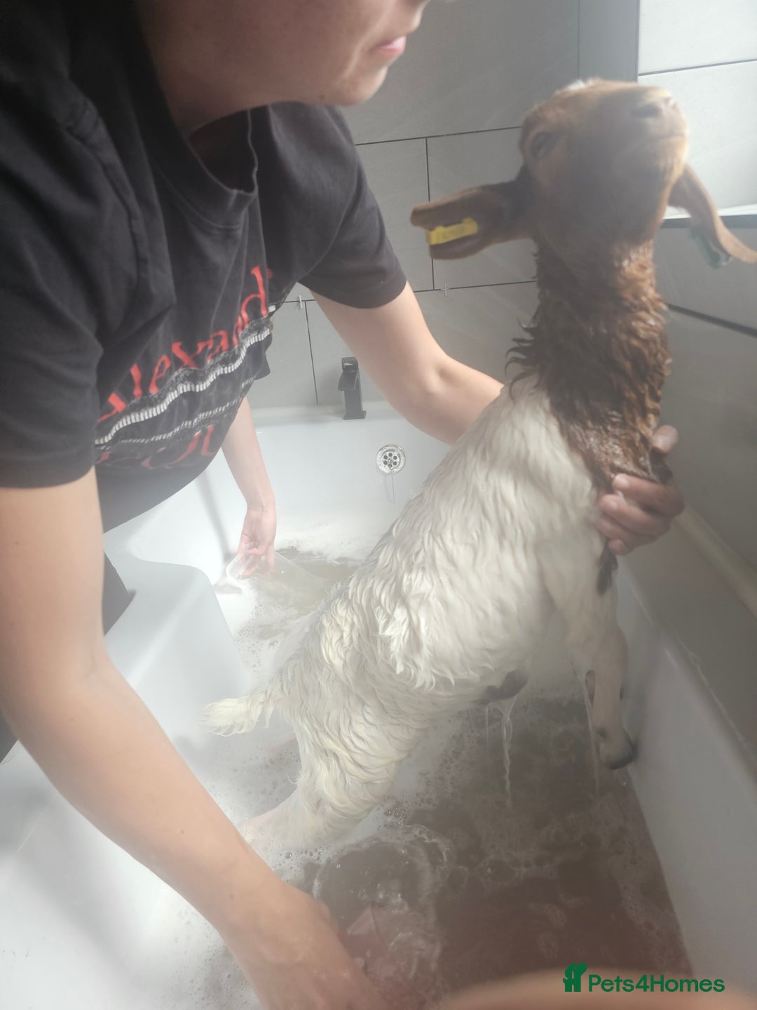 Goats livestock for sale: Two goats, one male one female - Image 9