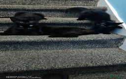 European cats for sale: Donation - Image 2