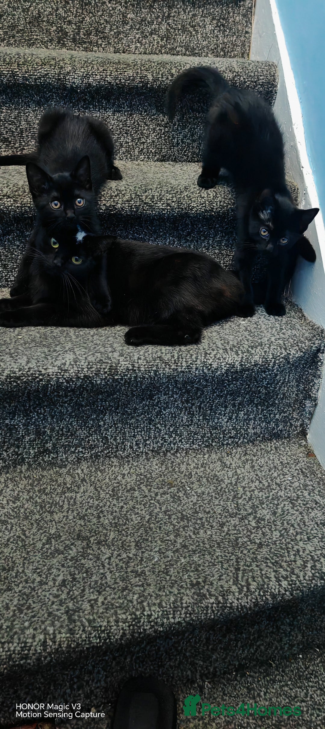European cats for sale: Donation - Image 2