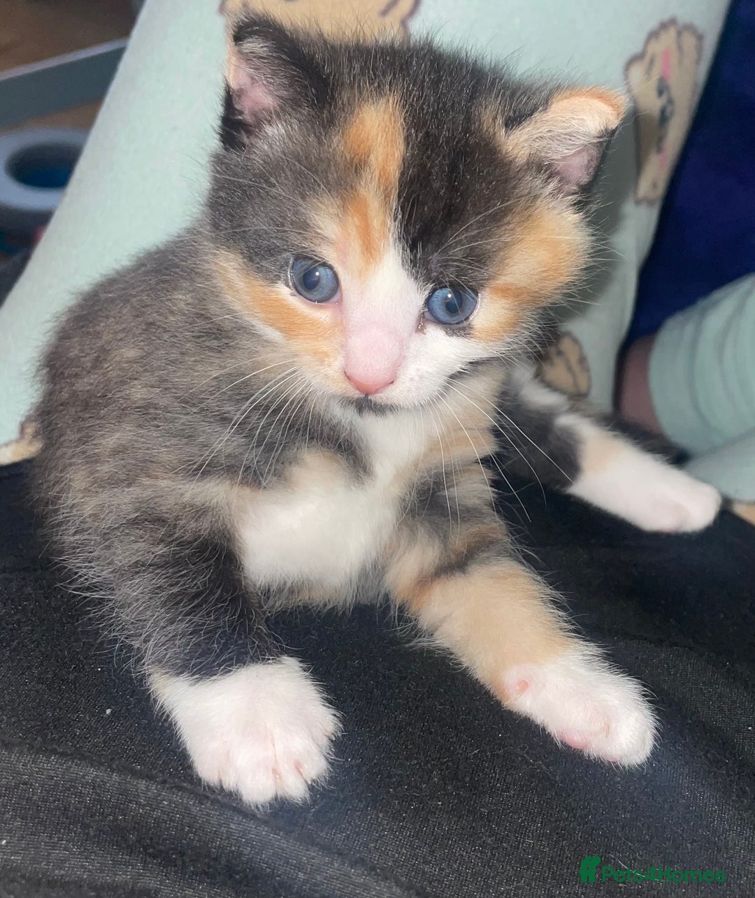 Mixed Breed cats for sale: 2 girl - Advert 9