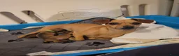 Mixed Breed dogs for sale: Dorky puppies  - Advert 1