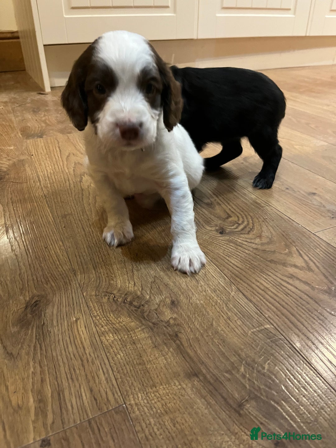 Mixed Breed dogs for sale: Flat coat retriever/spaniel x sprocker  - Advert 2