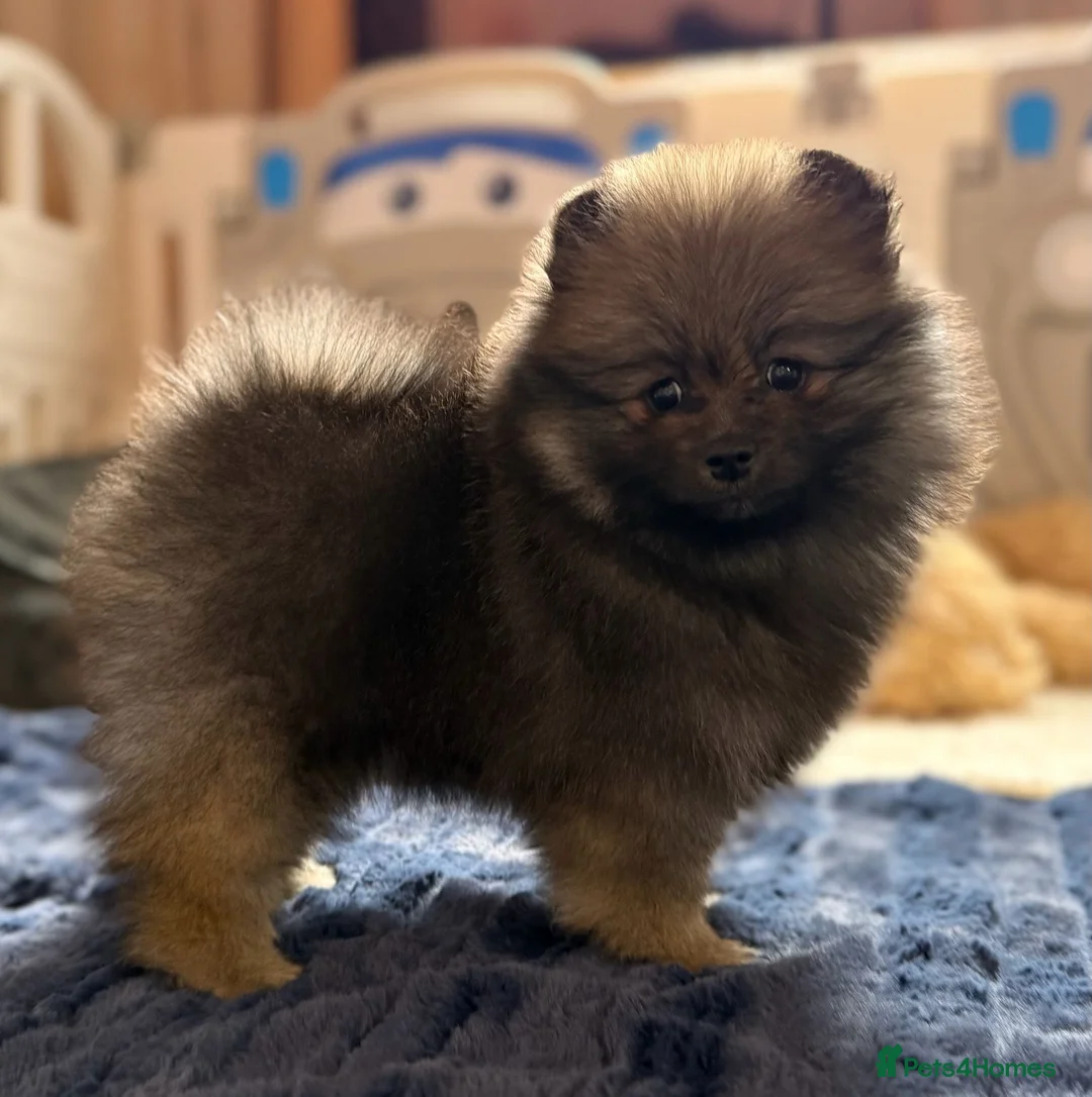 Pomeranian dogs for sale: Teddy Face Poms Puppies European Champion Lines - Advert 25