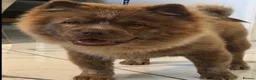 Mixed Breed dogs for sale: Chow Cross French Bulldog Puppies - Advert 5
