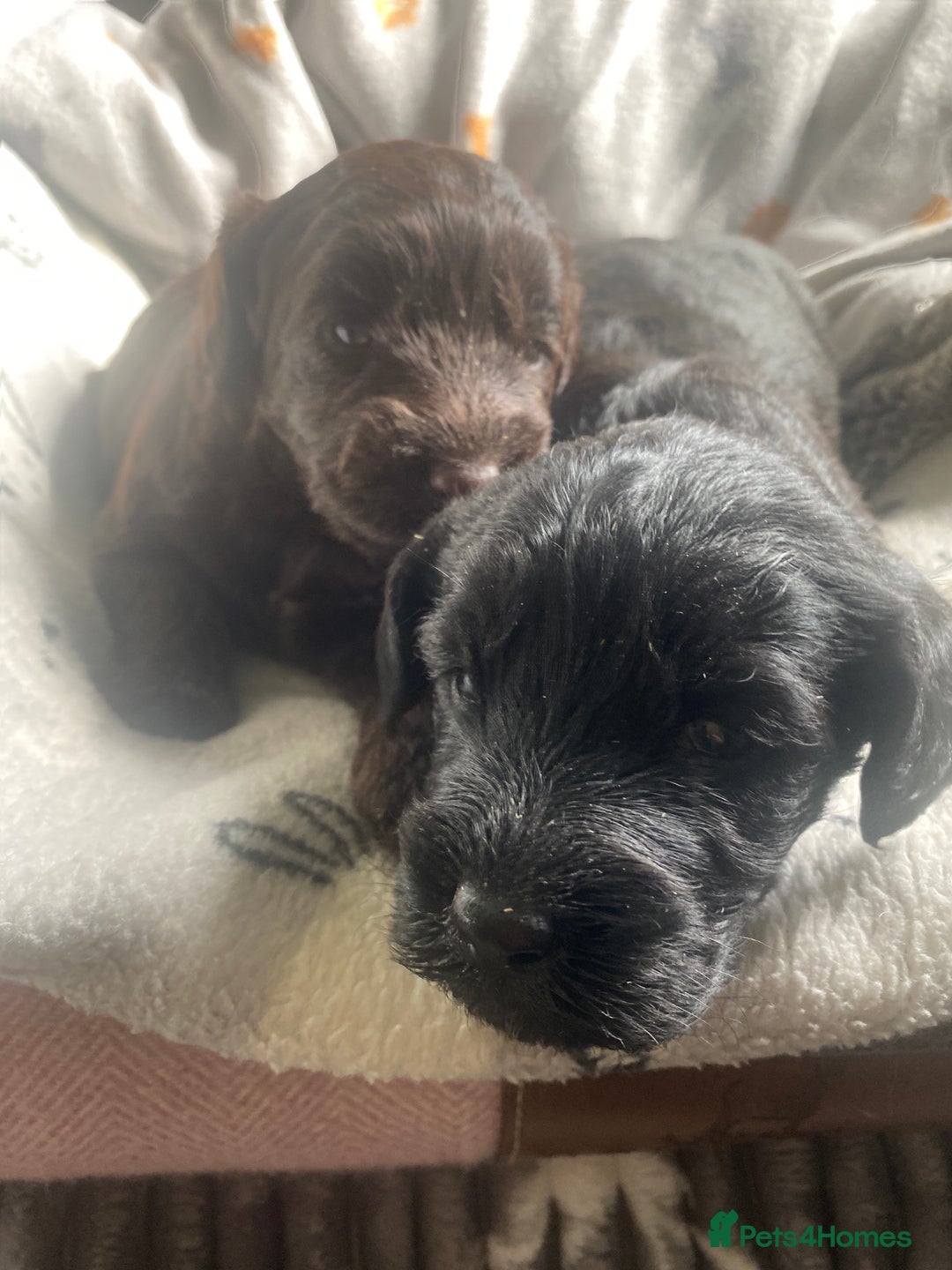 Mixed Breed dogs for sale: pudel pointers - Image 1