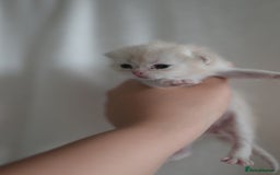British Shorthair cats for sale: Golden Shaded Kittens WCF & TICA Registered - Image 29