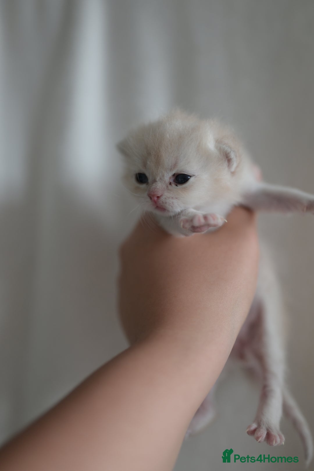 British Shorthair cats for sale: Golden Shaded Kittens WCF & TICA Registered - Image 29