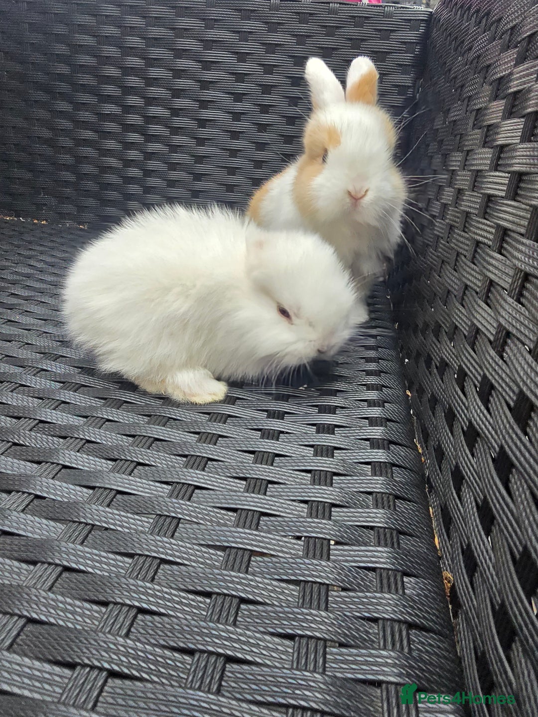 Mini Lop rabbits for sale:  stunning mini  lops   in Uxbridge - Image 3
