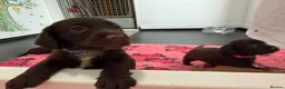 Sprocker dogs for sale: Sprocker spaniel puppies health tested parentage in Lytham Saint Annes - Advert 3