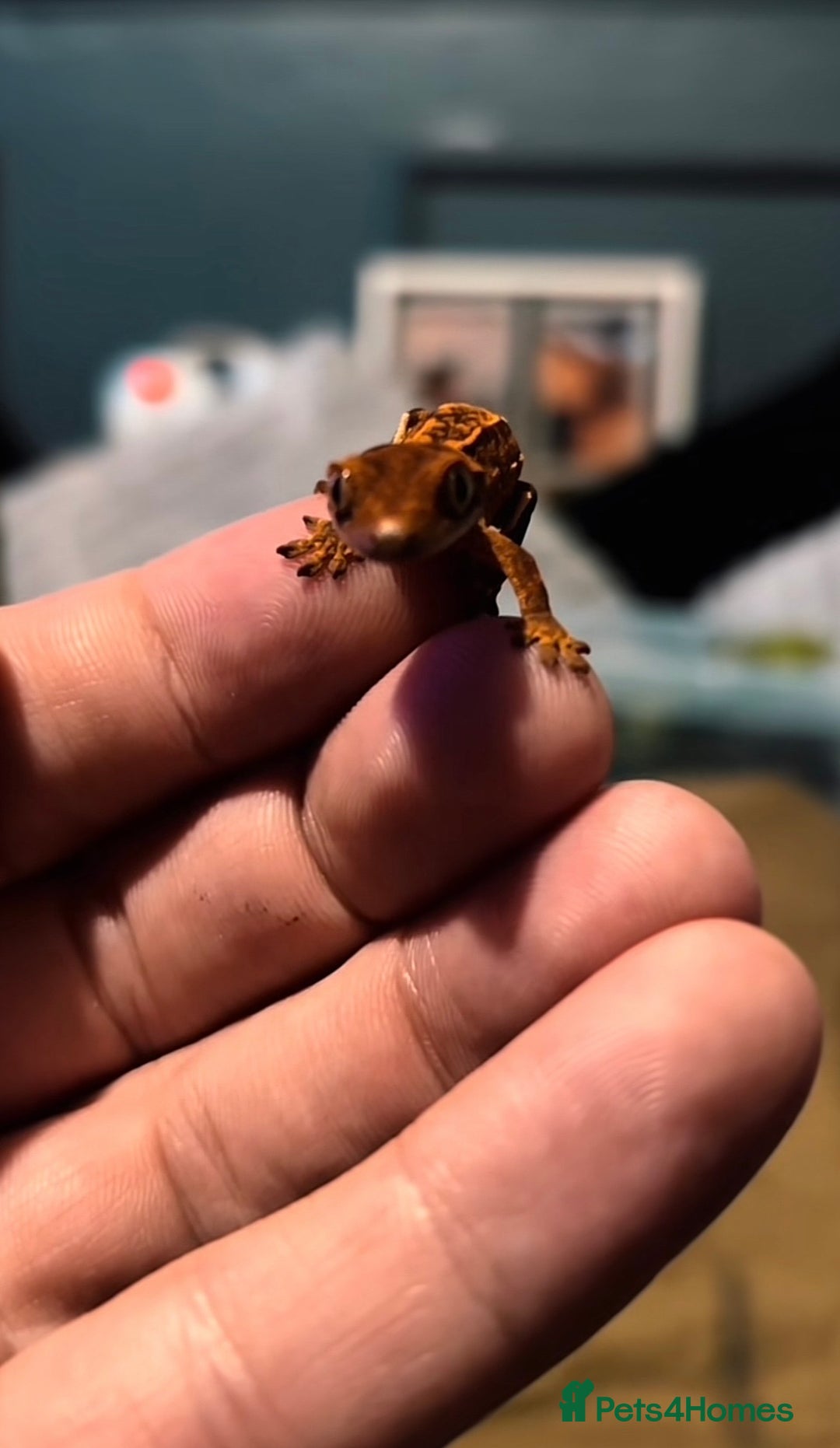 Gecko reptiles for sale: Proven breeding group of crested geckos  - Advert 4