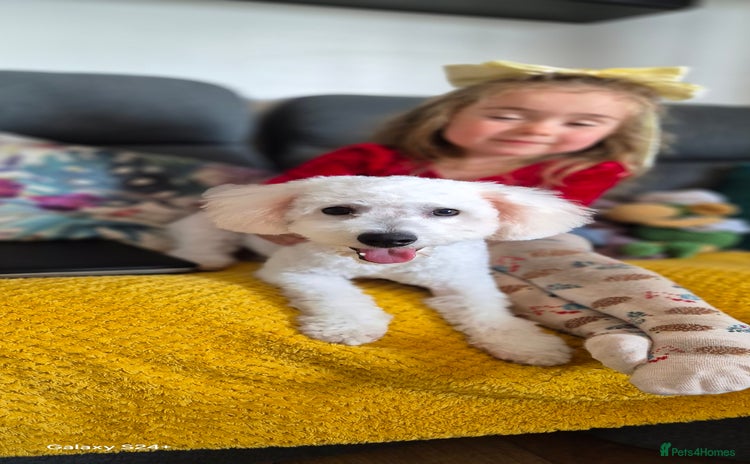 Bichon Frise dogs - Advert 2