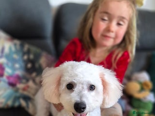 Bichon Frise dogs - Advert 7