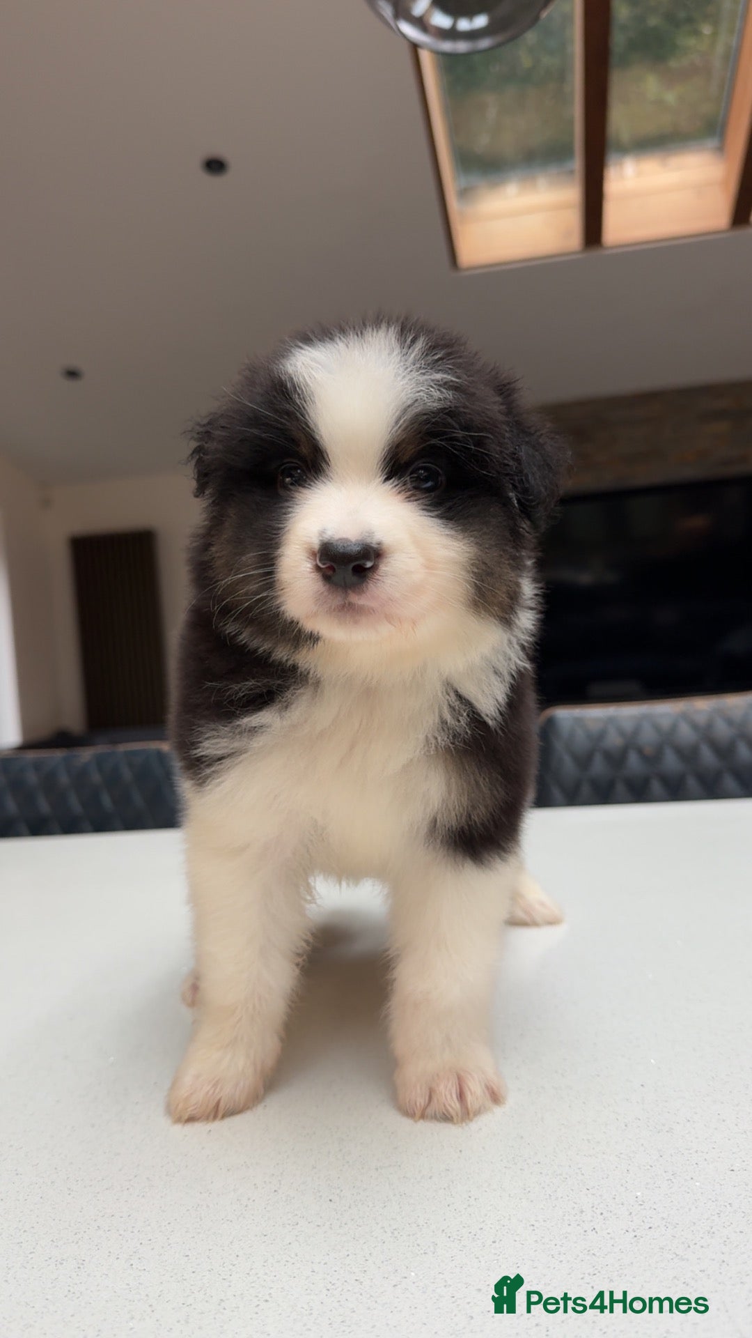 Australian Shepherd dogs Outstanding Merle/Black Tri KC Reg Puppies  - Advert 8