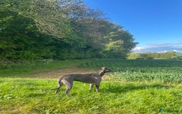 Whippet dogs for stud: Striking Blue Whippet for Stud in Banbury - Image 7