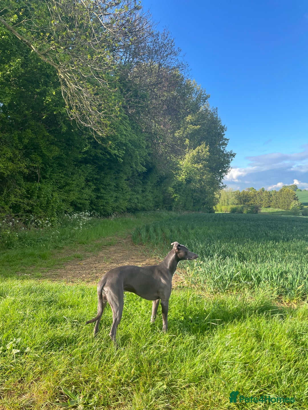 Whippet dogs for stud: Striking Blue Whippet for Stud in Banbury - Image 7