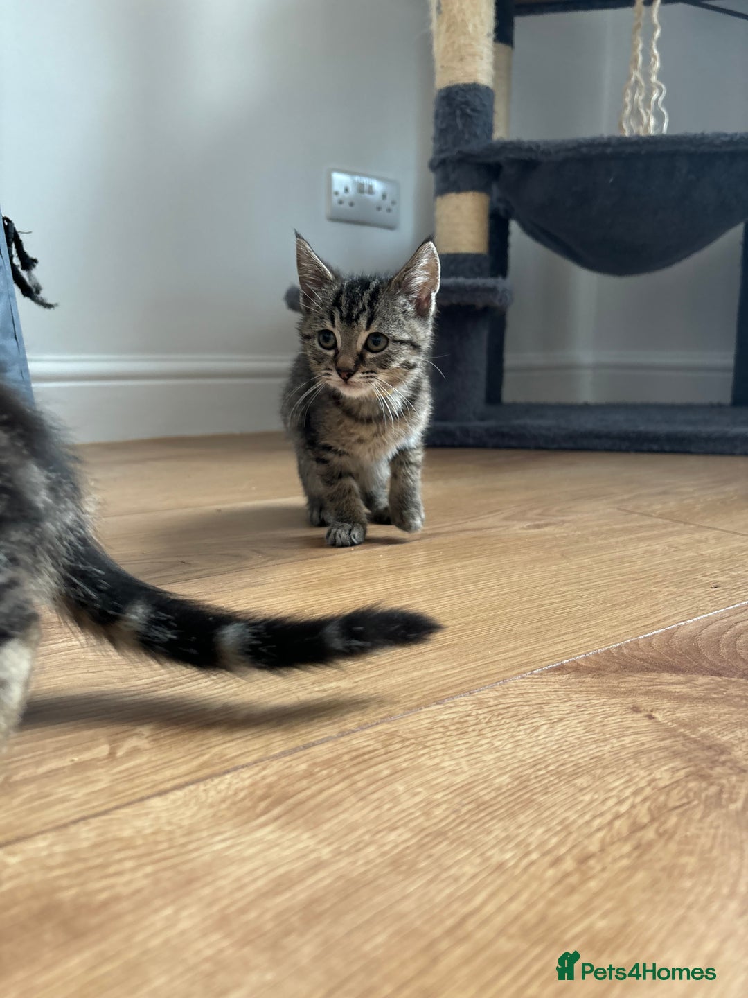 Maine Coon cats for sale: 🌟 5 Adorable Kittens Ready For 4ever Home🌟 - Advert 20