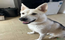 Shepsky dogs for sale: Bear shepsky  looking for his perfect home - Image 6