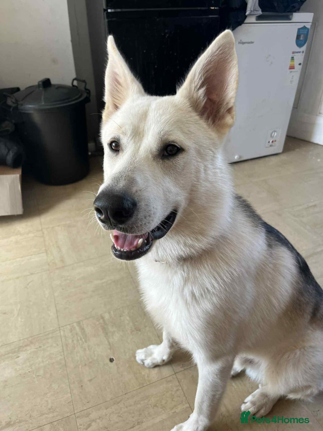 Shepsky dogs for sale: Bear shepsky  looking for his perfect home - Image 6