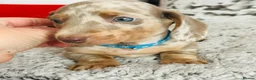 Miniature Dachshund dogs for sale: Beautiful miniature dachshund puppies - Advert 34