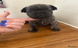 French Bulldog dogs for sale: Fluffy French bulldog puppies  - Image 13