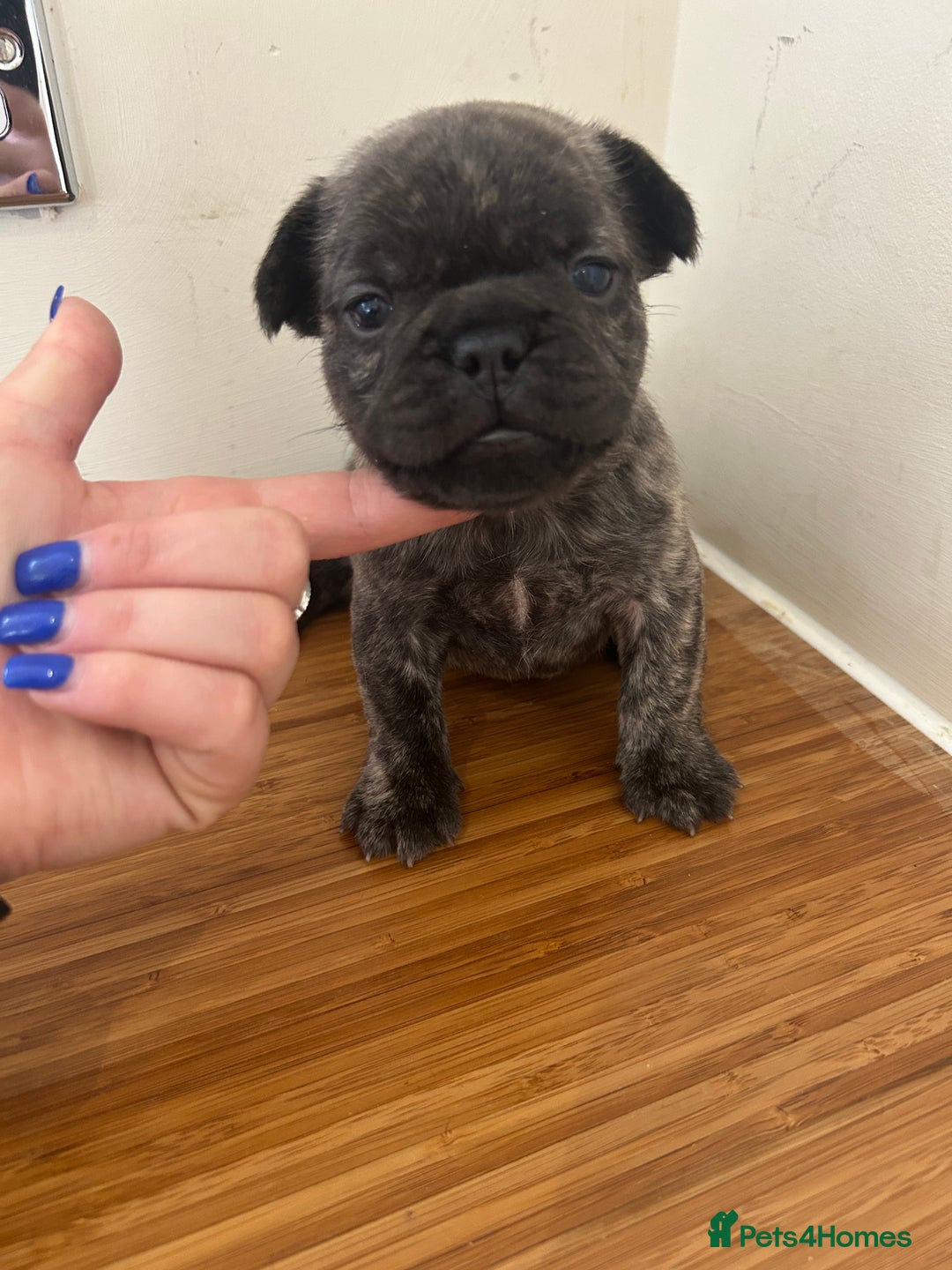 French Bulldog dogs for sale: Fluffy French bulldog puppies  - Image 13